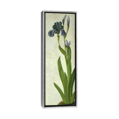 " An Iris "