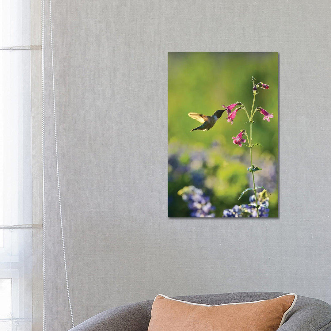 Black-chinned Hummingbird Male Feeding, Hill Country, Texas, USA von Rolf Nussbaumer - Gallery-Wrapped Canvas Giclée on ...