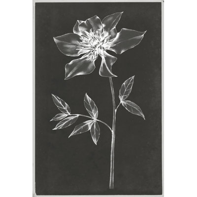 Single Stem IV - Wrapped Canvas Print