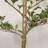 Chatwin 7FT Artificial Black Olive Tree for Home & Office Decor