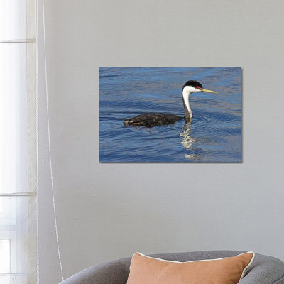 Western Grebe by Brian Wolf - Wrapped Canvas Print