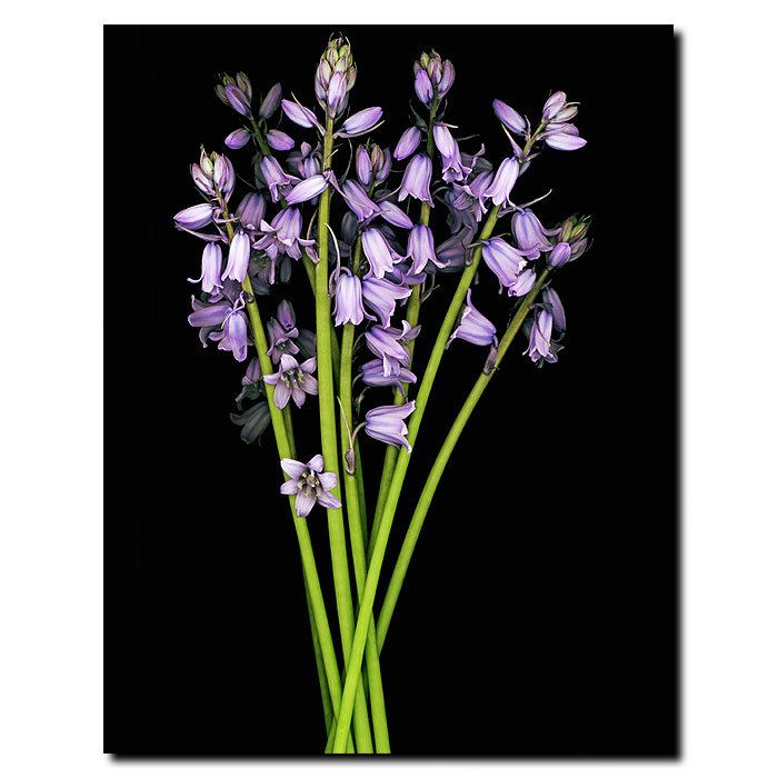 Preston Purple Flower Canvas Art in Black Frame