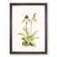 Magnolia Flowers Illustration Tab. 45 by Frederick Sander - Picture Frame Painting Print-55760417-55760419
