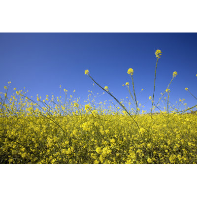 Ragweed by Bobtphoto