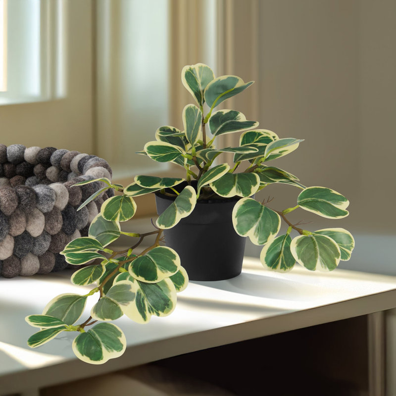 Faux plante décorative Hoya en pot