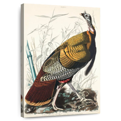 Brampt Great American Cock
