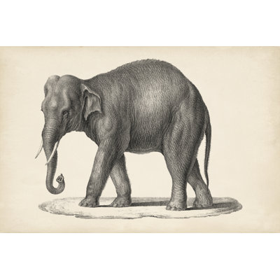 Brodtmann Elephant - Painting