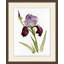 Iris 1 Print