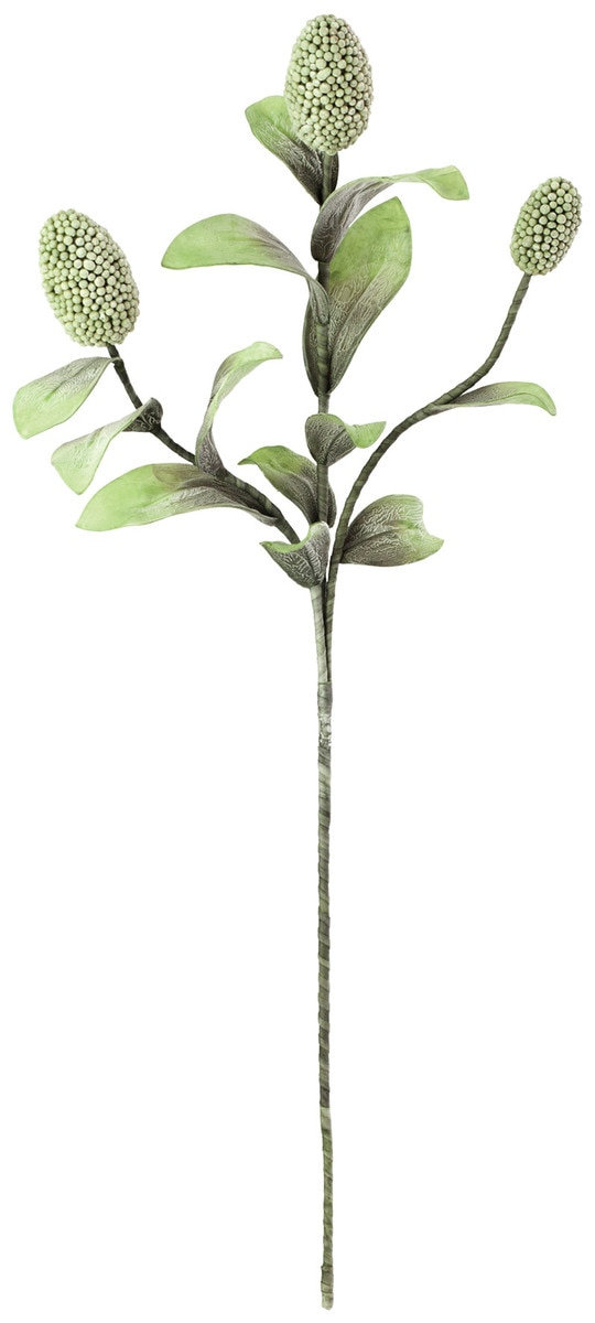 Salacia Magnolia Stems