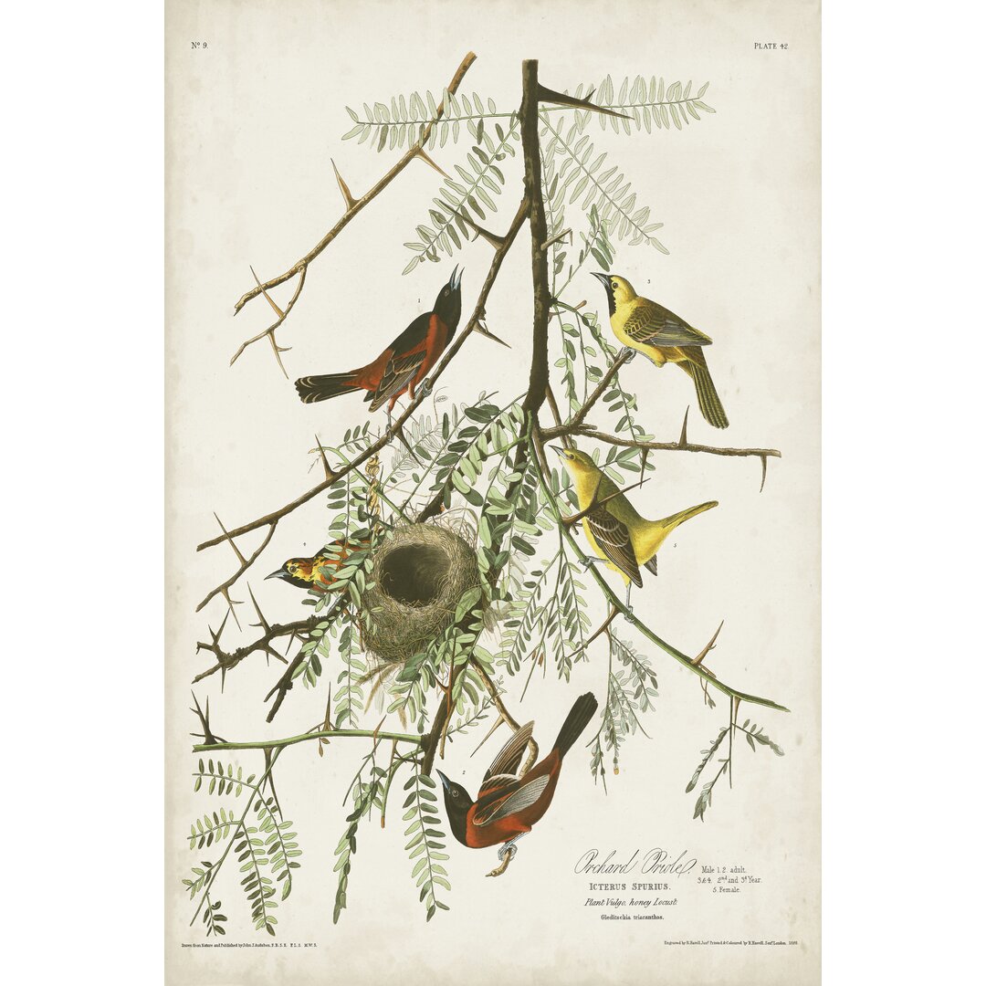 Leinwandbild Pl 42 Orchard Oriole von John Audubon