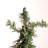 Alpine 4' Pre-Lit Pine Christmas Tree