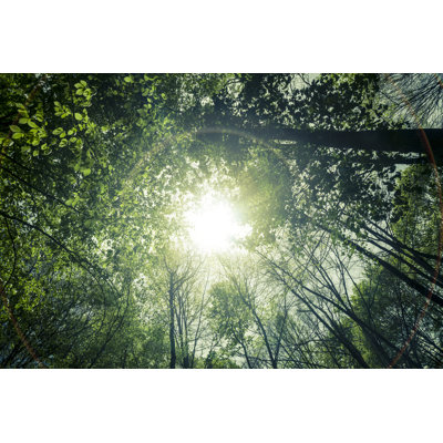 Forest Sunlight by Maica - Print