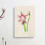Pink Amaryllis Flower Illustration - Wrapped Canvas-55329965