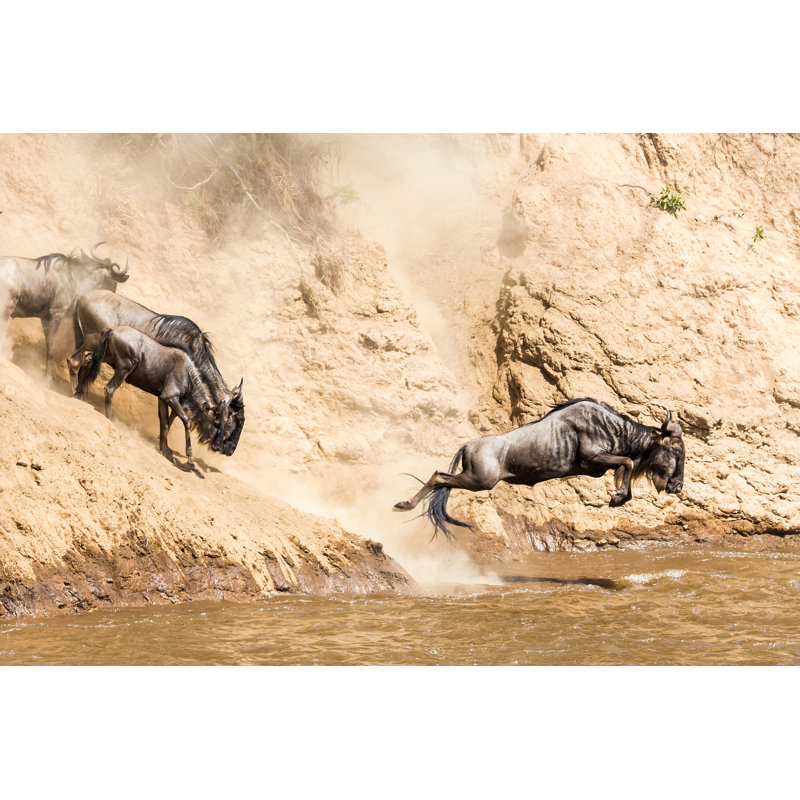 Great Wildebeest In Kenya - Wrapped Canvas Print, 81cm H x 122cm W x 3.8cm D