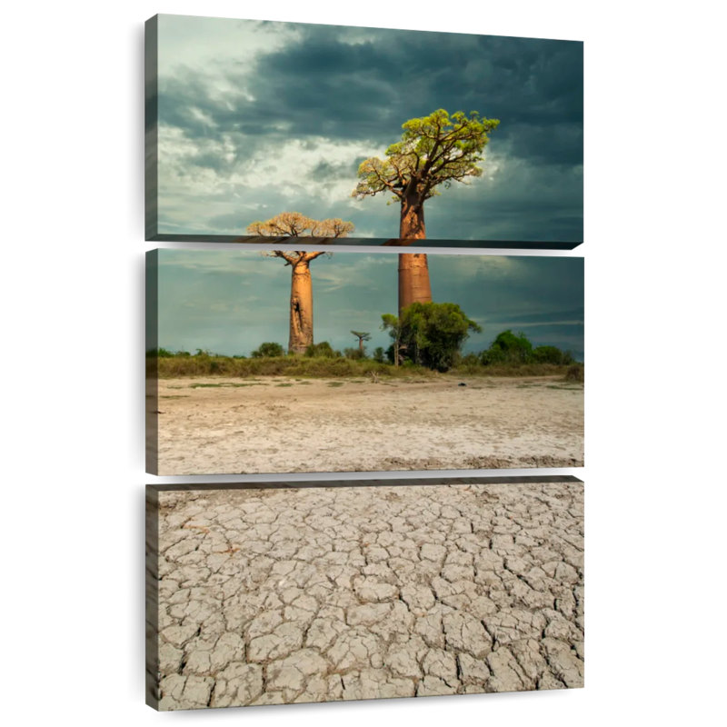 Baobab Masam à l'Ouest de Madagascar, H 32 po x l 20 po