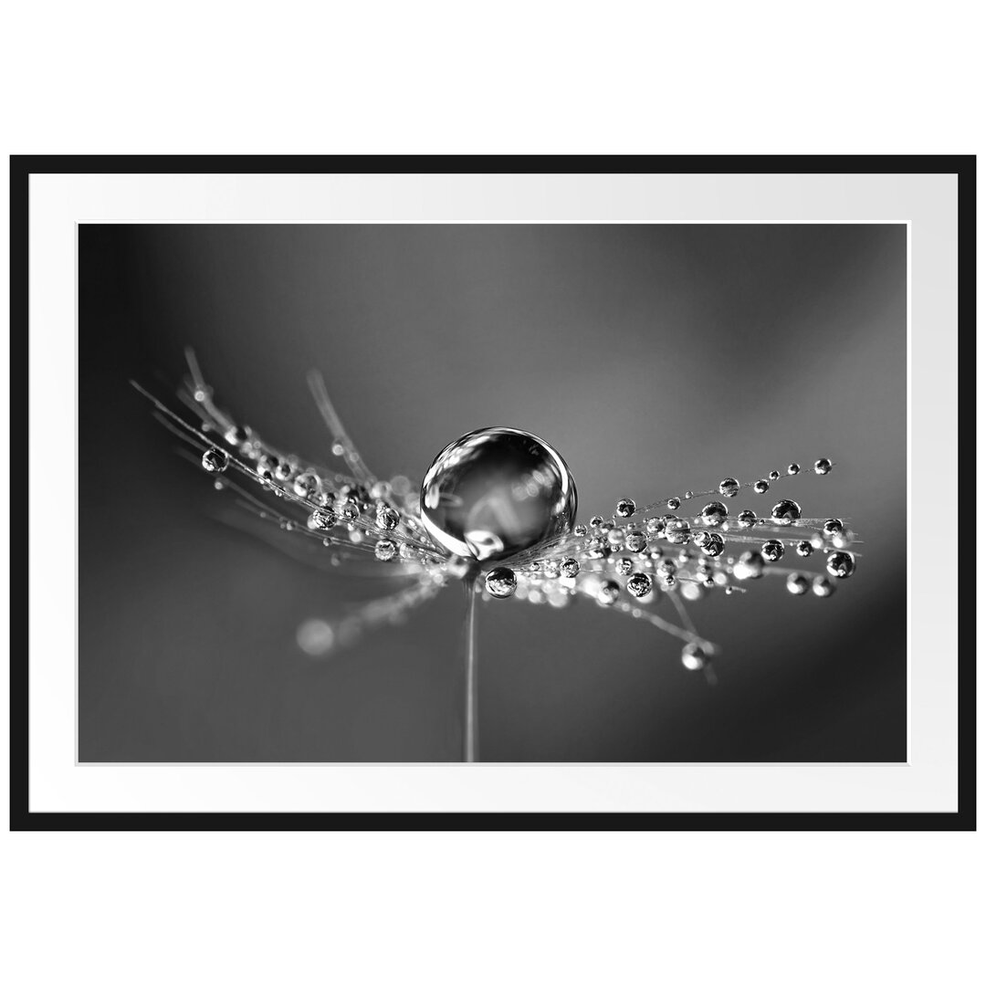 Gerahmtes Poster Wassertropfen auf einer Pusteblume