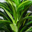 110cm Faux Dracaena Tree in Cement Pot