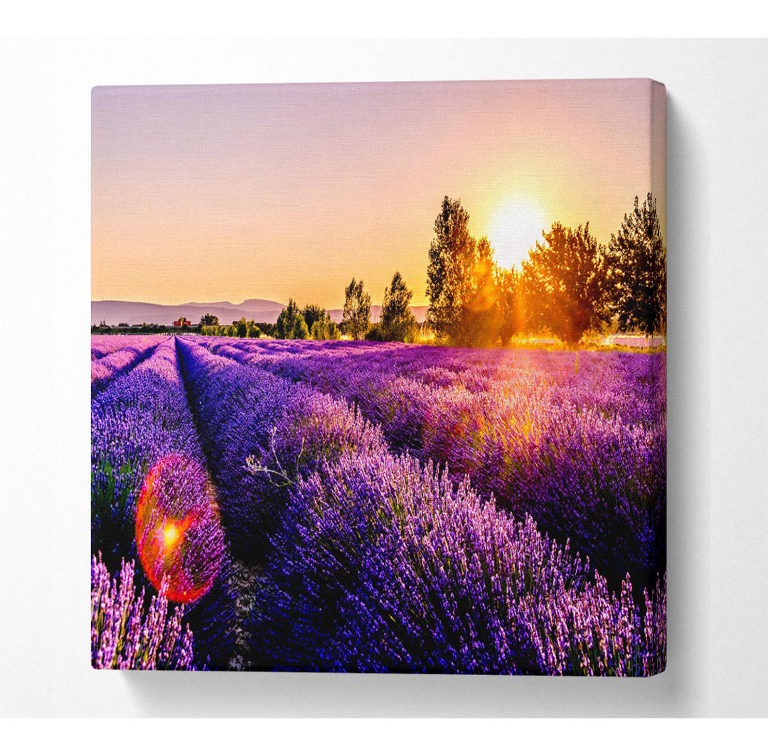 Kunstdruck Bartlet Sonnenstrahlen über dem Lavendel