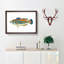 Striped Bass Fish by Edward Donovan - Picture Frame Art Print-55615412-55615413