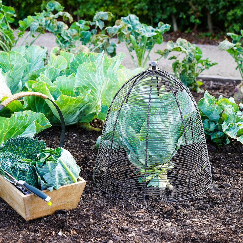 Wired Plant Protector, 55cm H x 47cm W x 18.50cm D, Zinc