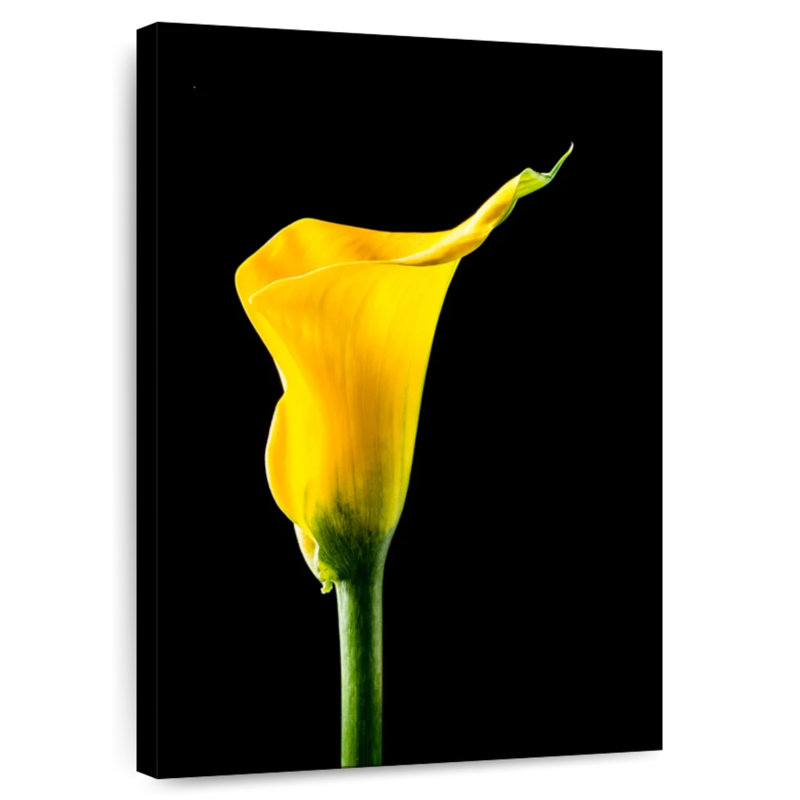 Harnek fleur de lys Calla, H 36 po x l 24 po