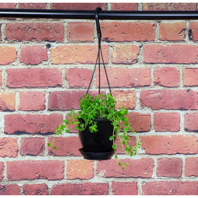 Live Green Baby Tears Pilea Plant in Hanging Pot