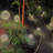 Plug-in Integrated LED Outdoor Hanging Light-71298059
