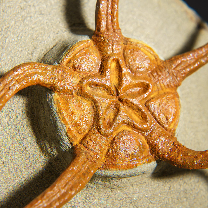 Genuine Ophiuroidea Brittle Star Fossil with Customized Display Stand (1.8 lbs)