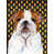 Bouledogue (brun et blanc)