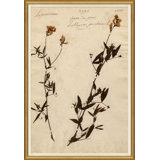 Herbarium 11 Giclee Print by Soicher Marin Archives