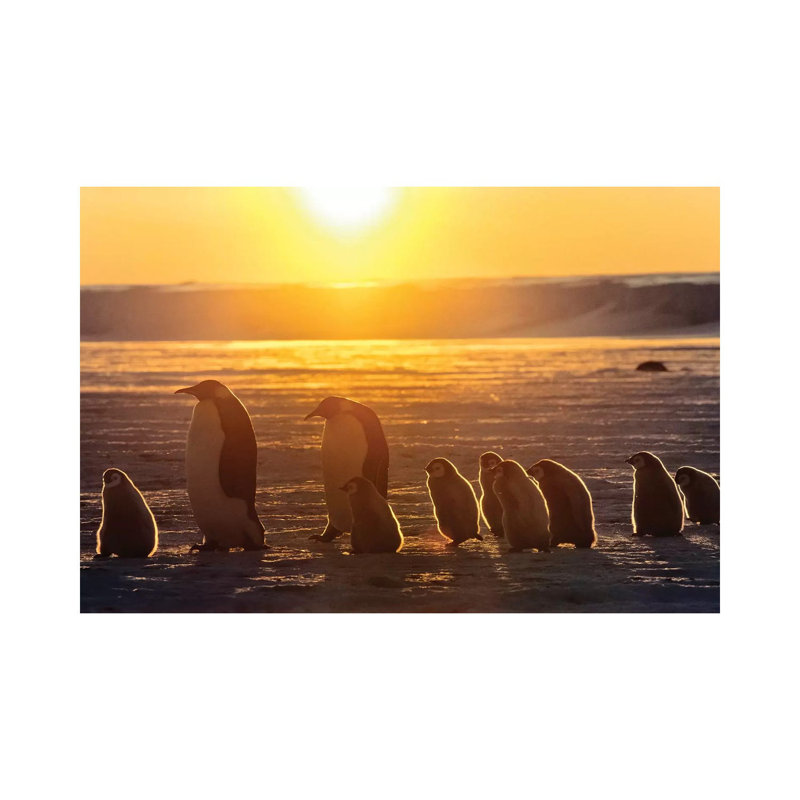 Emperor Penguin Adult Pair With Chicks Walking At Sunset, Weddell Sea, Antarctica by Konrad Wothe - Wrapped Canvas Gallery-Wrapped Canvas Giclée