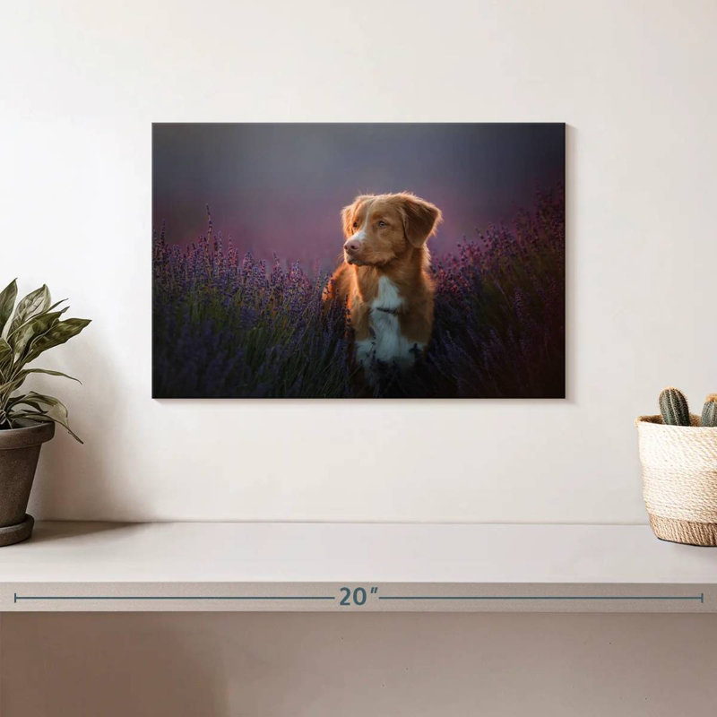 Golden retriever dans un champ de lavande, H 8 po x l 12 po