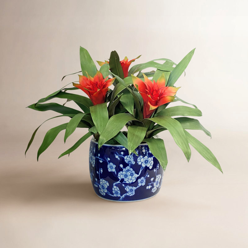 Bromeliad en fleurs, H 14 po x l 18 po x P 18 po, Orange