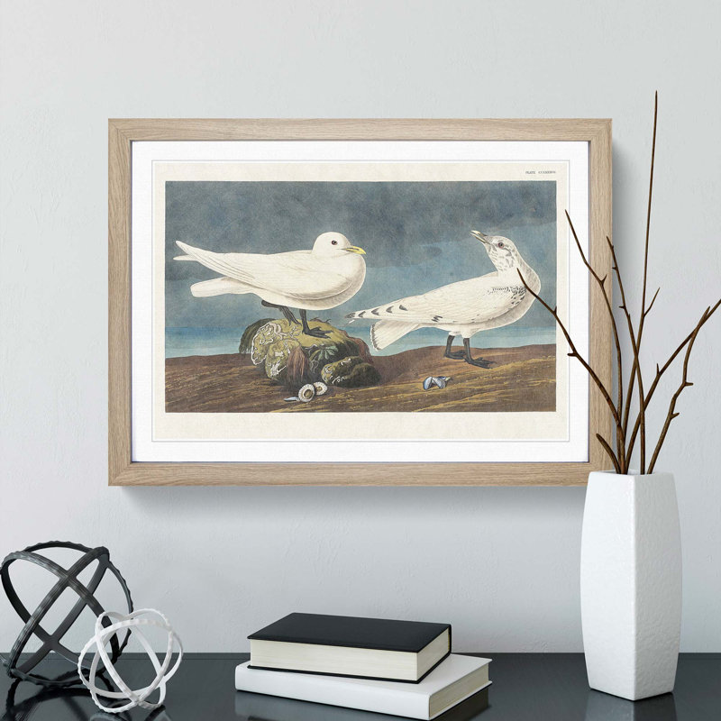 Ivory Gull by John Audubon - Picture Frame Painting Print, 48cm H x 65cm W x 2cm D, Oak Framed