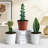 3-Piece Live Plants Set 