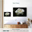 Harnek Dewdrops sur une rose blanche-107497040