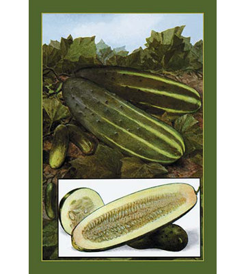 « concombres », peinture à l’impression