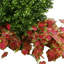Outdoor Boxwood Topiary Drop-In with Ivy
