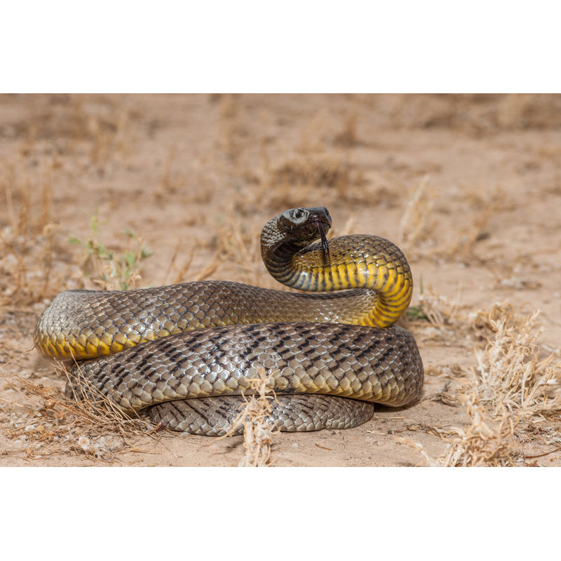 «Inland Taipan On Canvas» par Ken Griffiths, photographie, H 12 po x l 18 po x P 1,25 po