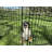 Lucky Dog Exercise Pens-11941707