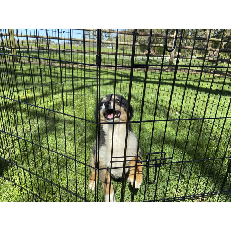 Lucky Dog 24"H Black Metal Exercise Pen with Stakes