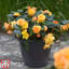 Ingaret Plant Pot (x2)-1299576032
