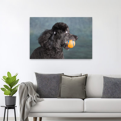 Portrait Of A Mini Poodle Dog Contemporary Dog Animal Portrait Wall Art