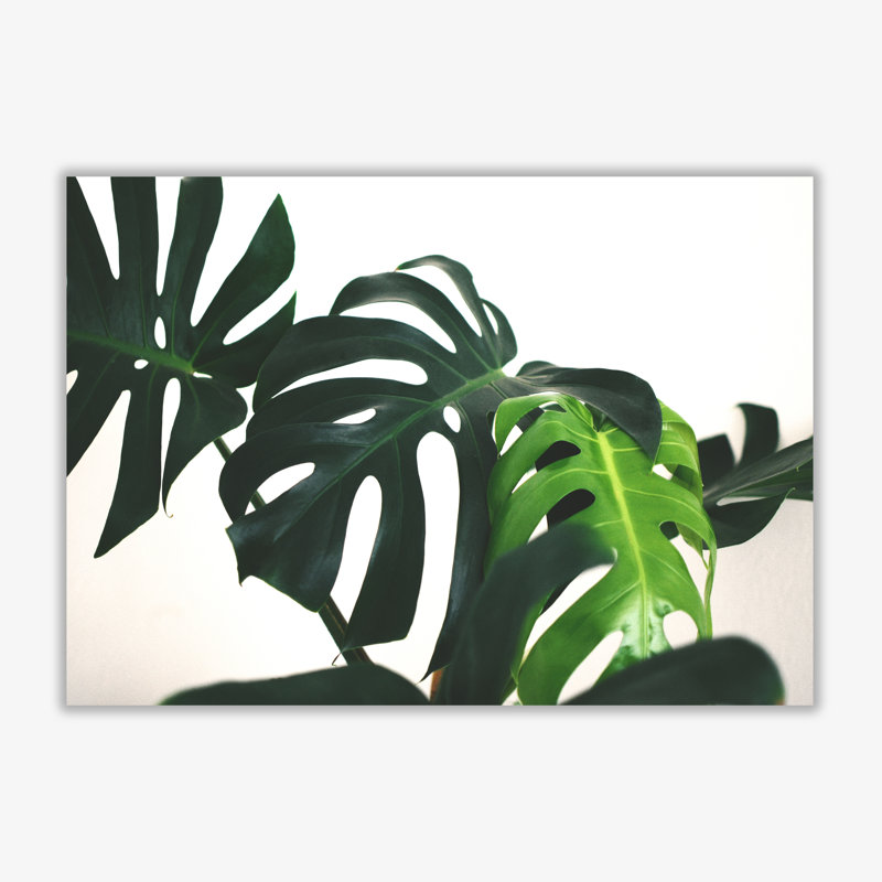 Monstera Leaf Landscape - Print, 60 cm H x 85 cm W x 1 cm D, No Frame