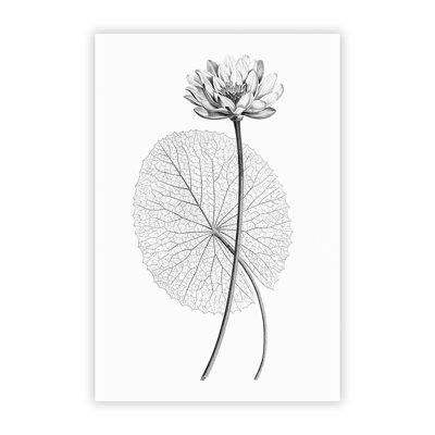 White Egyptian Lotus - Frameless Print