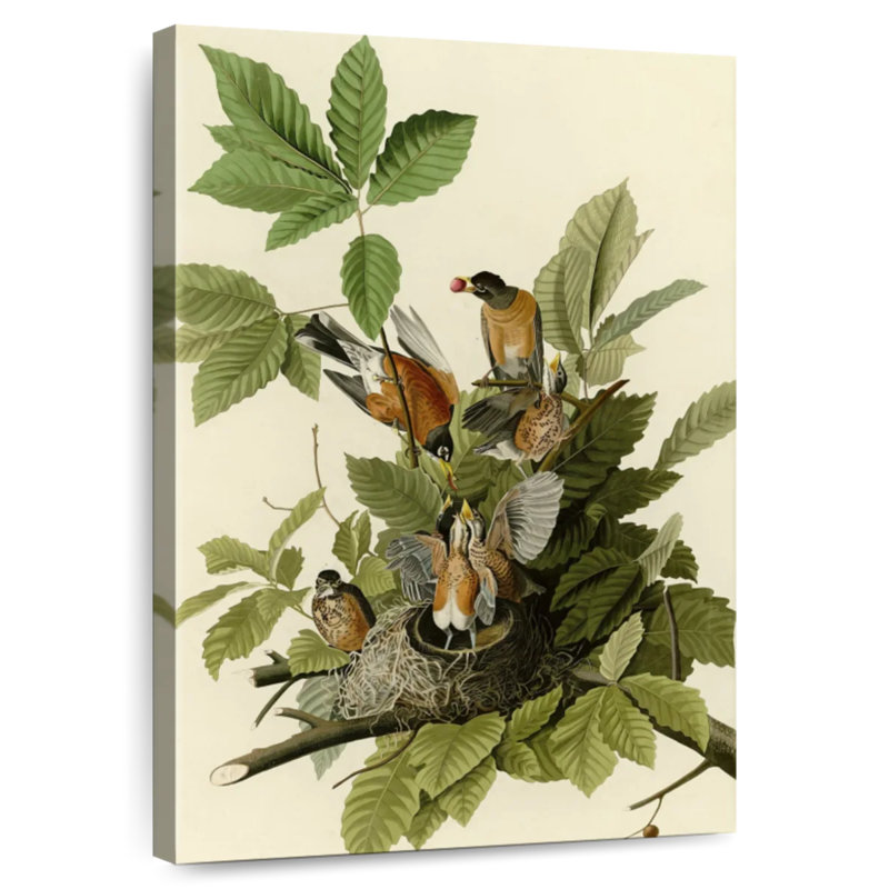 Brampt American Robin, 51" H x 34" W