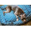Lit pour chien marocain -1141137442-1141137447