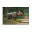 Art mural de majestueux rhinocéros