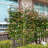 Doranna 86.7'' H x 40'' W Metal Arched Trellis