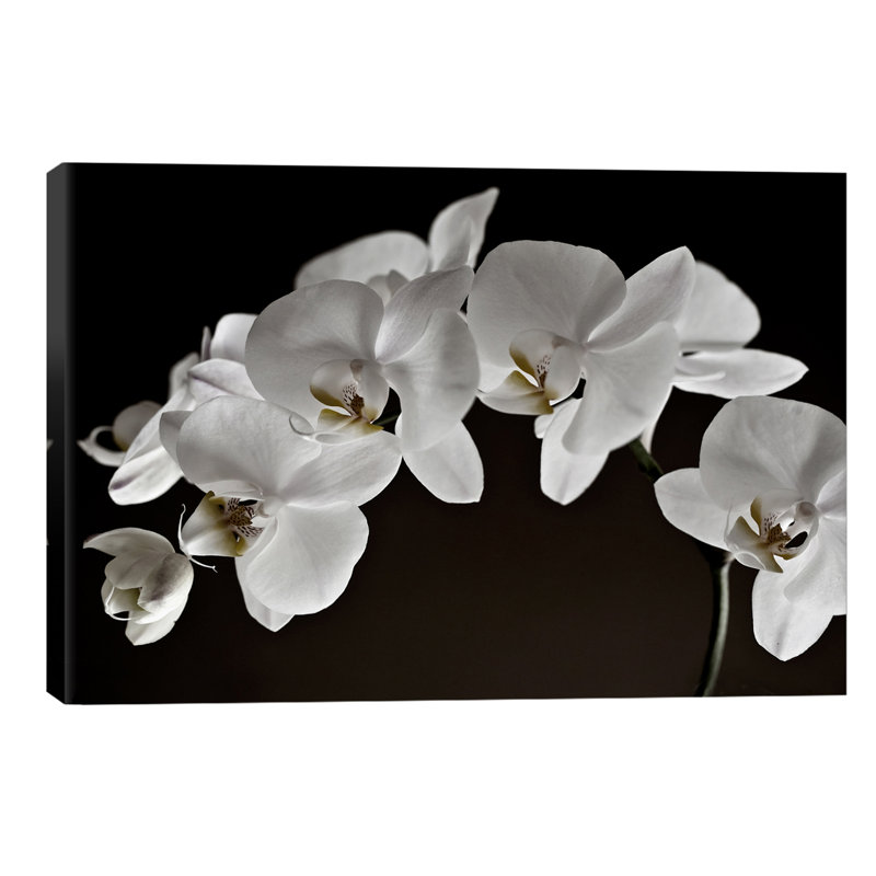 Orchids - Wrapped Canvas Painting, 30.48 cm H x 45.72 cm W
